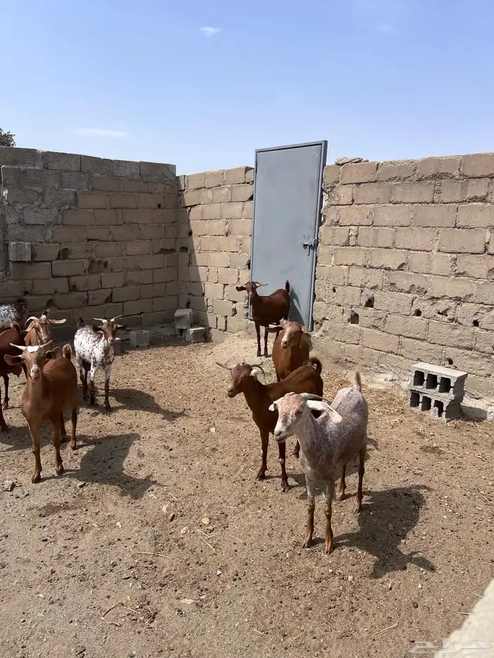 معزا دهم دفيع 2