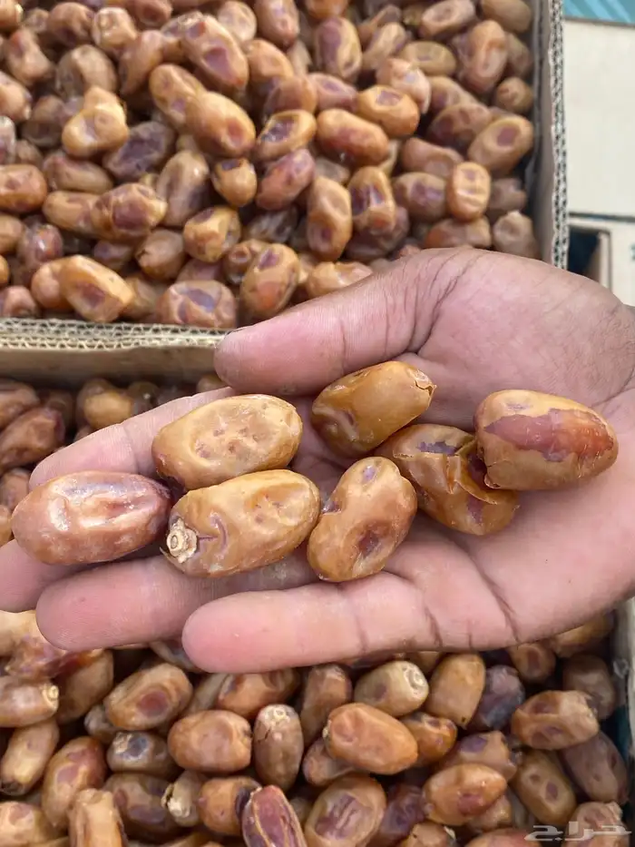 تمر خلاص محصول السنه 1