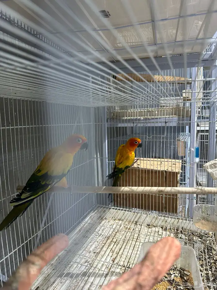 جوز صن كنيور منتج شرط Sun Conure 1