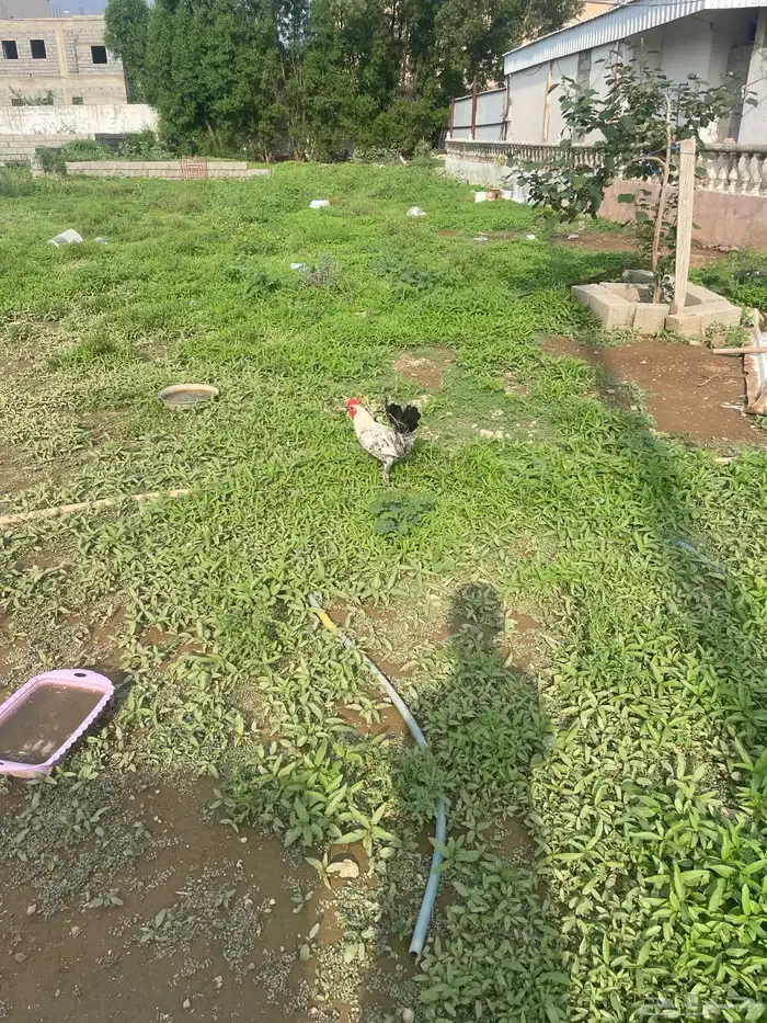 ديك فيومي 2
