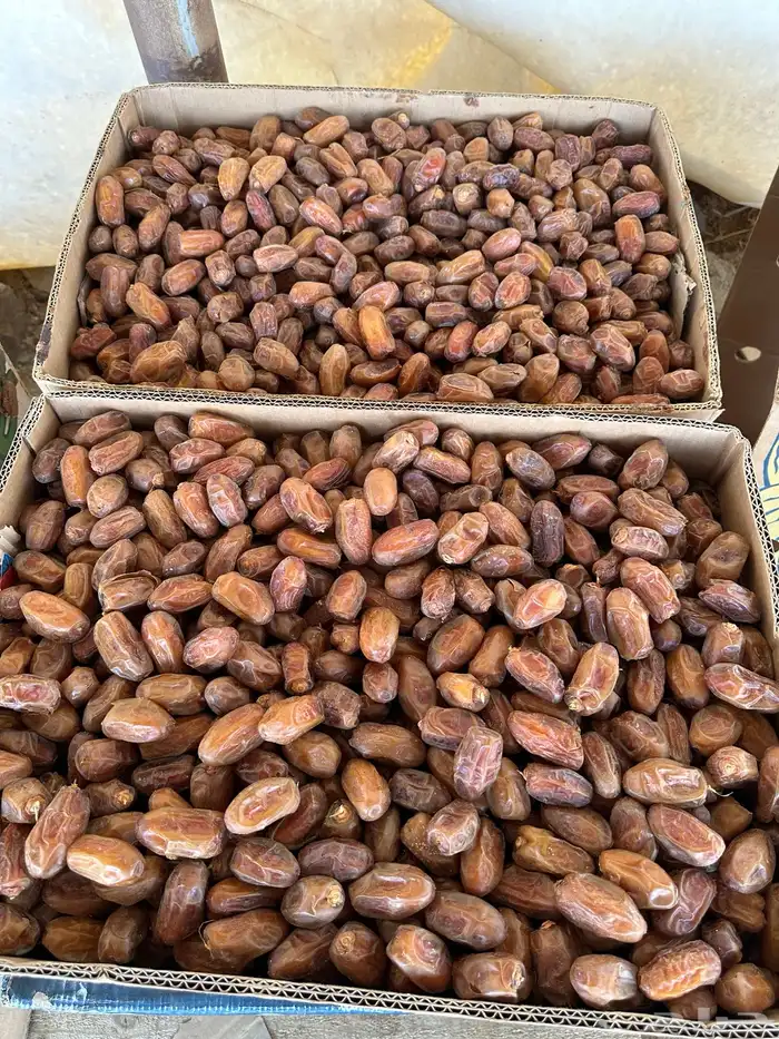 صفري حبه وسط جعبة 1