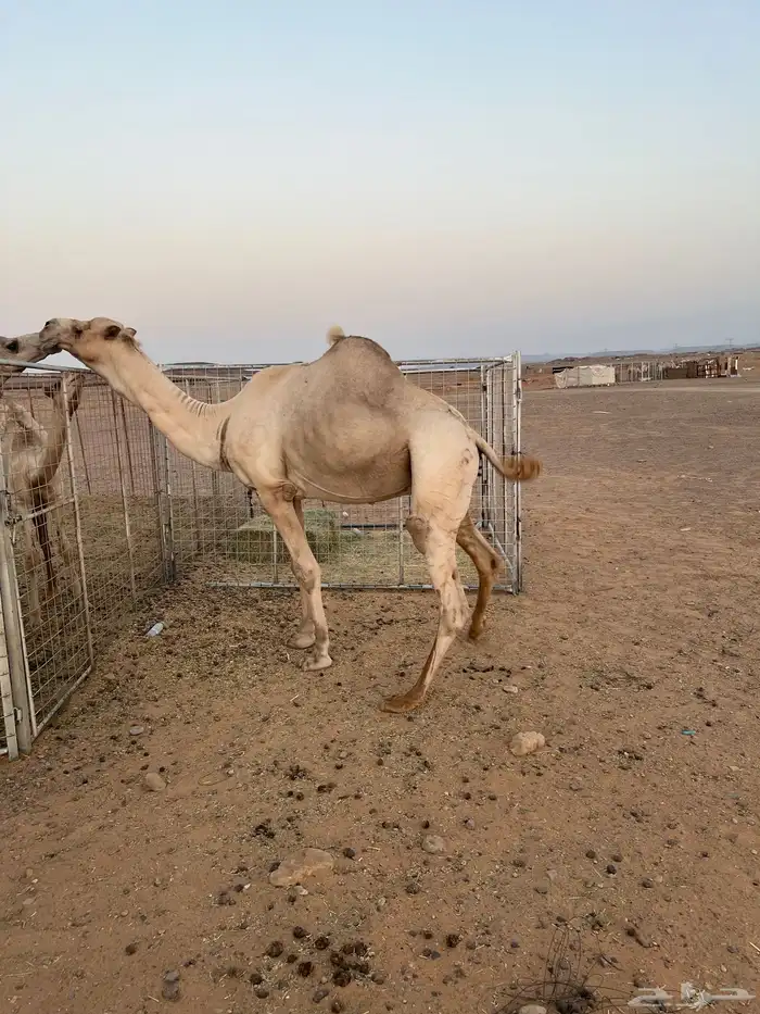 جمل ولد المتحد ابن شعيفان 1