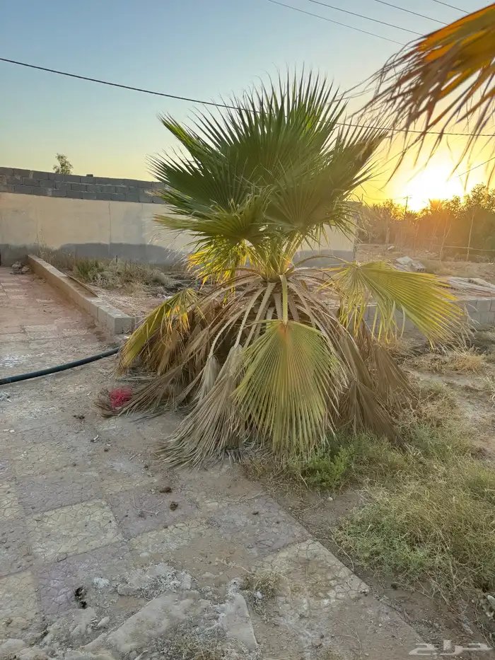 نخل واشنطن 2