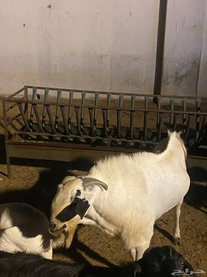 فحل بيشي صنف. فاخر وانتاجه مثله ماشاءالله عليه يتوم ونظيف 0