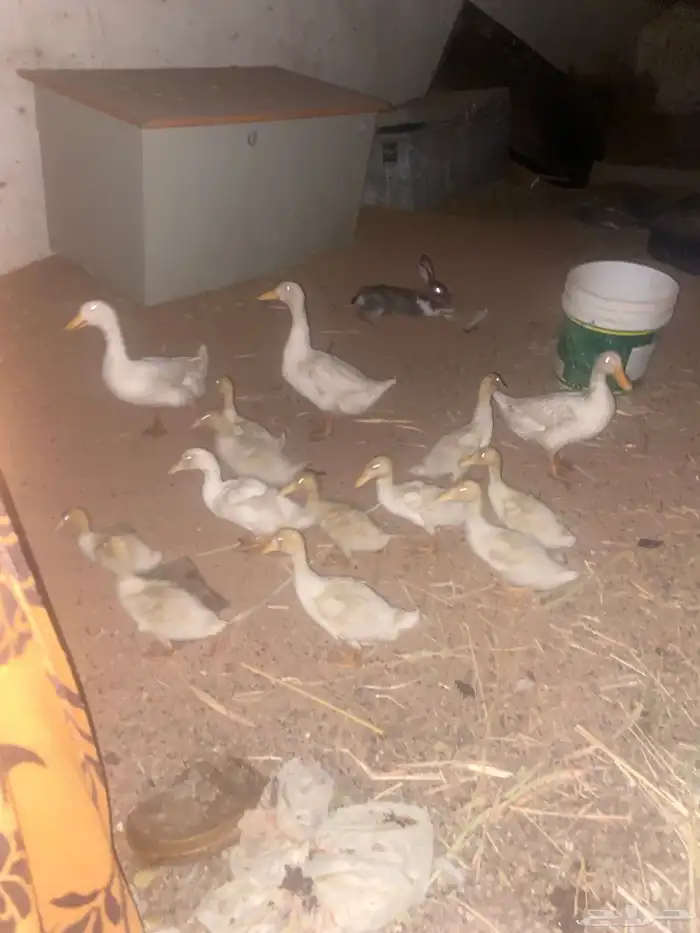 بط للبيع 1