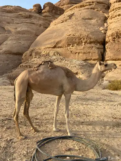 ناقه ذلول عمانيه index