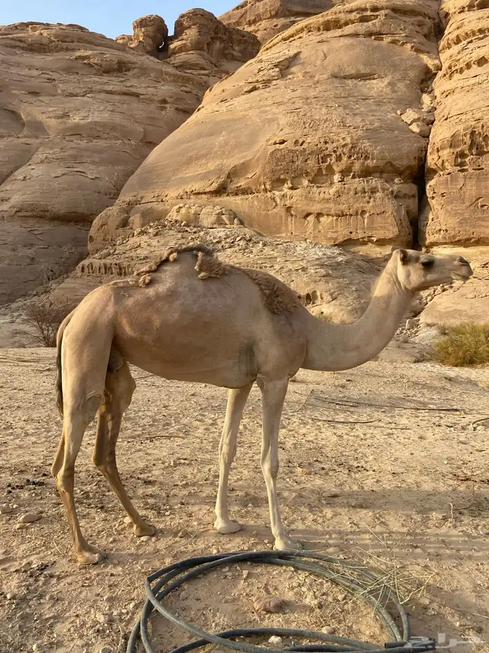 ناقه ذلول عمانيه 1