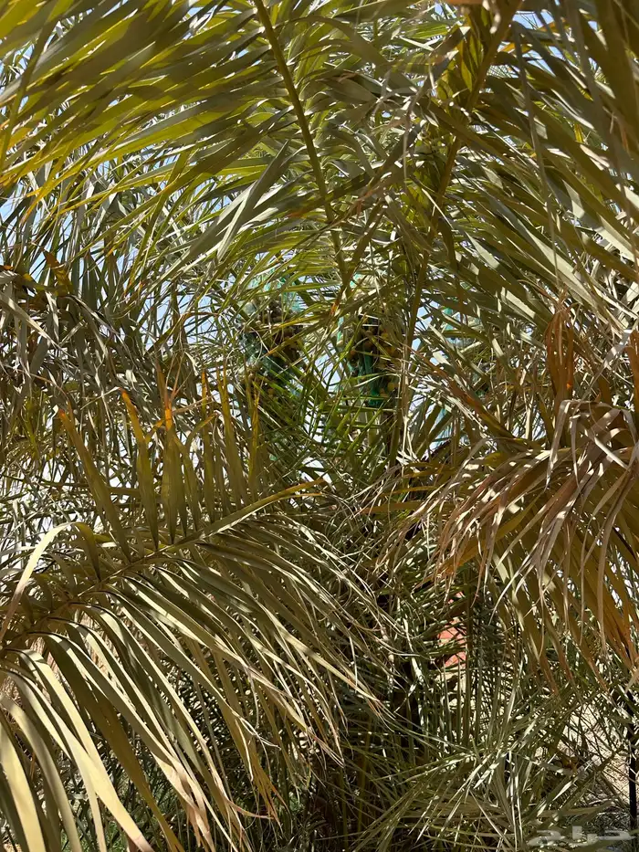 للبيع نخل مثمر 10