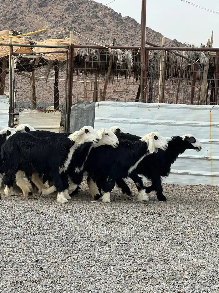 رخال نجد تأسيس مراح 12
