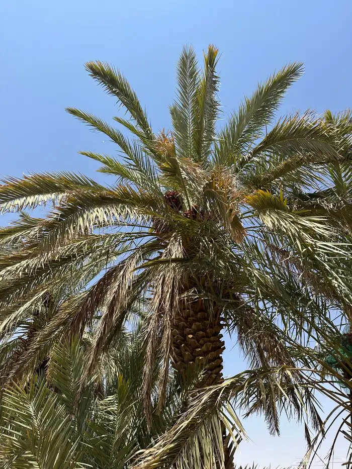 للبيع نخل مثمر 2
