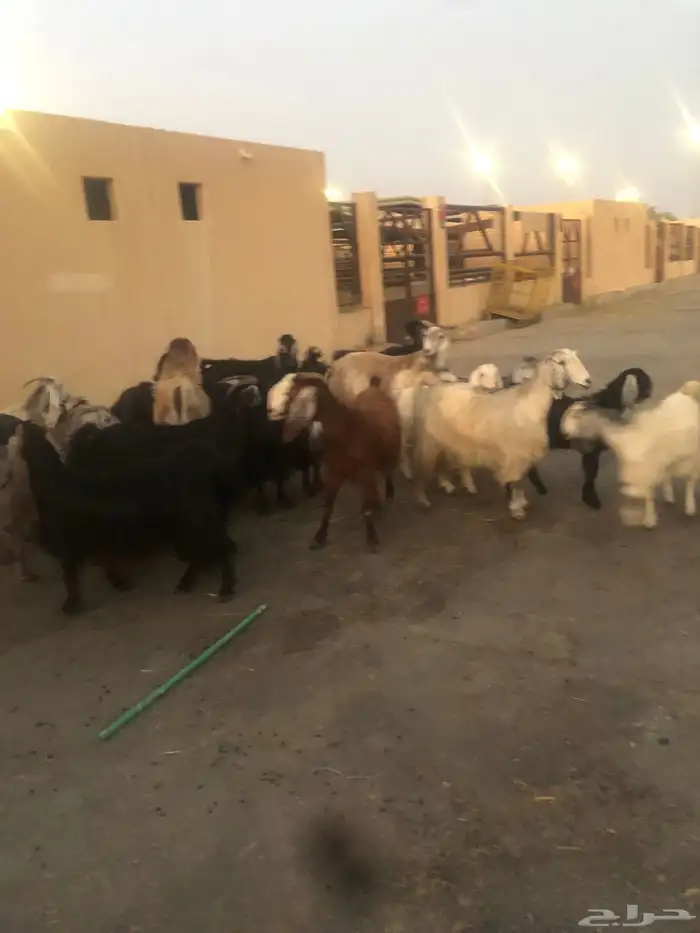 معاز للبيع العدد 22 2