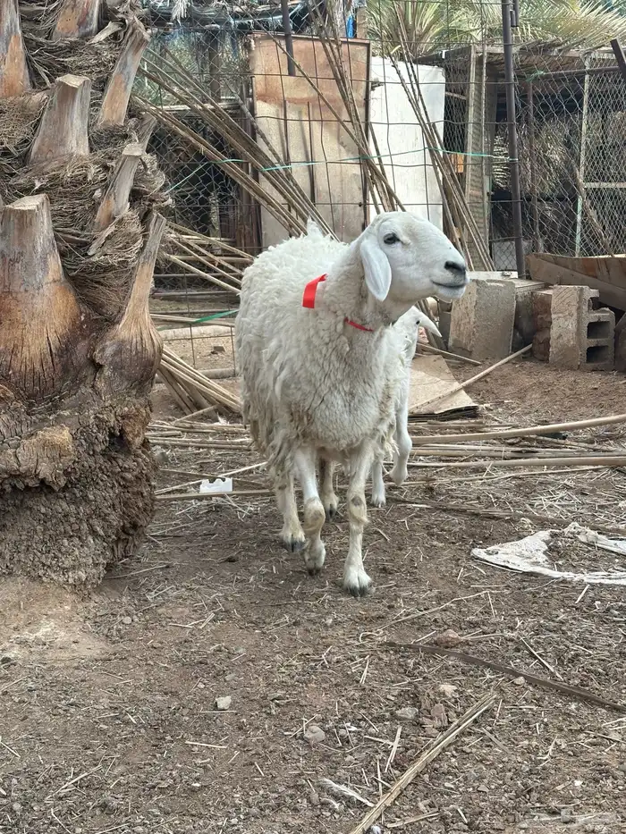 حبص صنف الصنف فاخر من الاخر 8