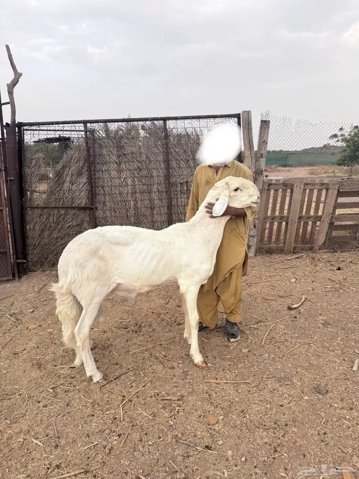 فحل ساكني ابيض نادر 3