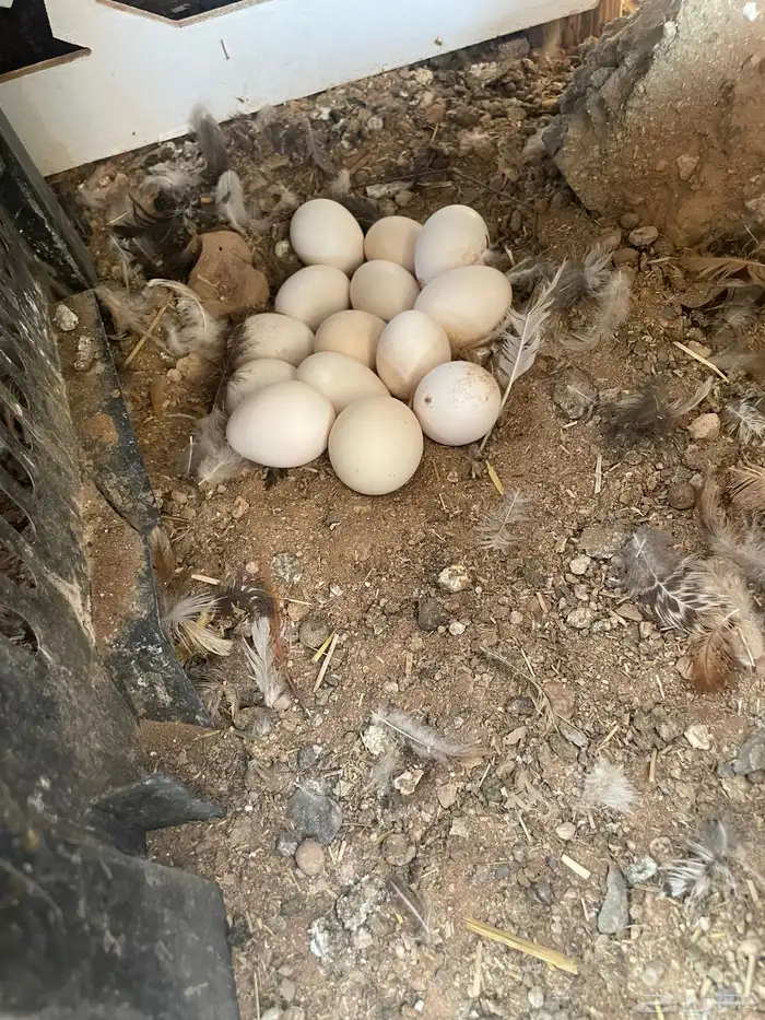 بيض بلدي على الشرط للاكل ومخصب 3
