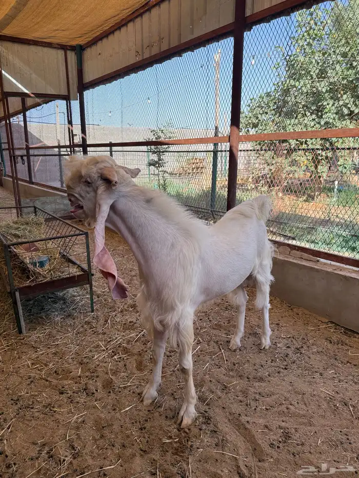 للبيع تيس فحل أبرص مطور صنف 3
