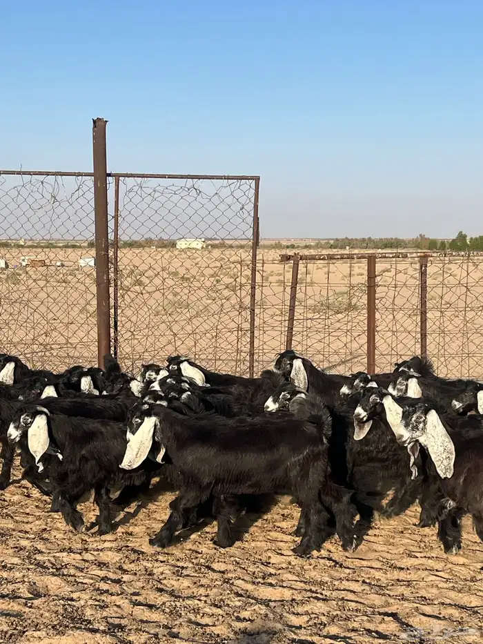 جفار عوارض طيبه 0