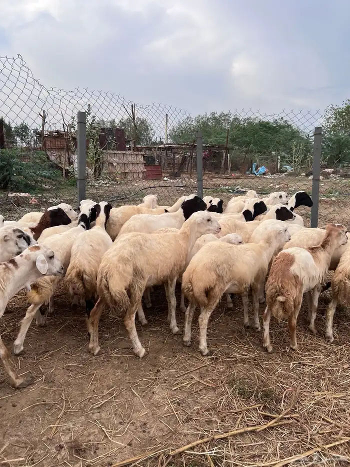 رخال رفيدي بلدي 3