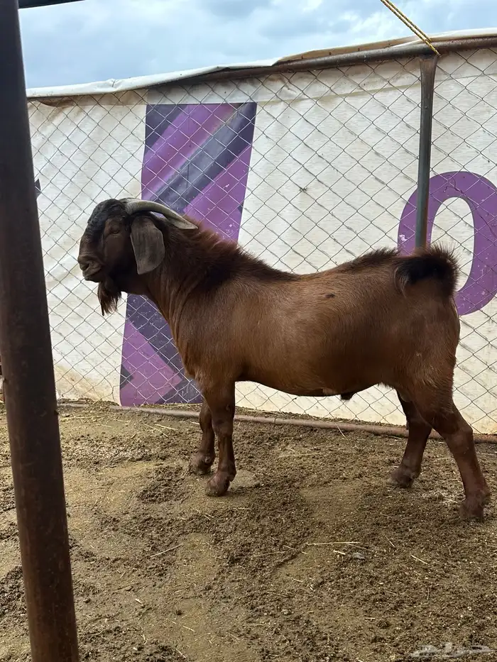 تيس فحل كلهاري بيور 2