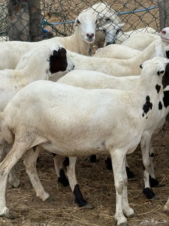 ضان مناتيج وقرايب. جدع وثني ورباع 16