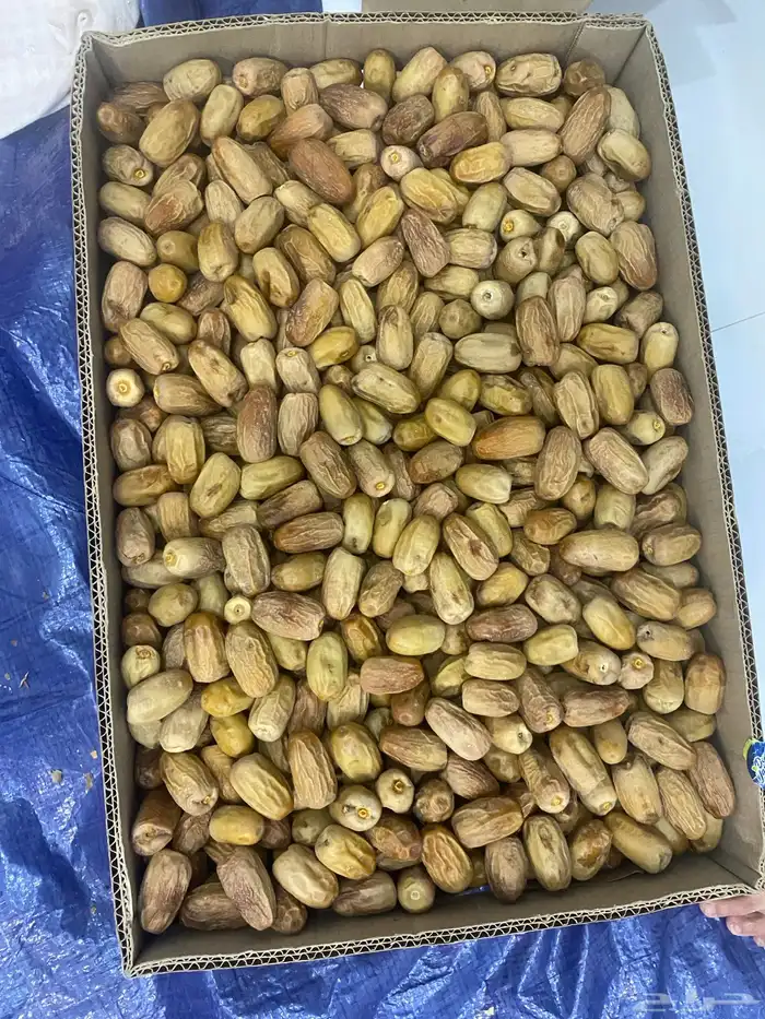 بديره درجه أولى 0
