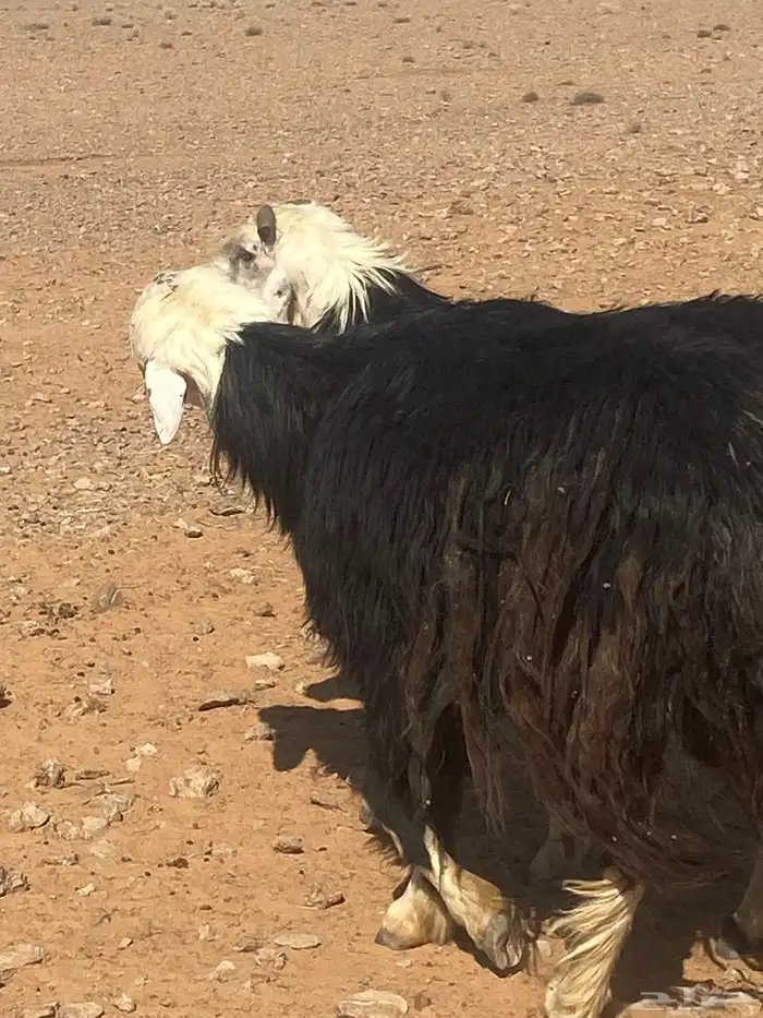 خرفان فحول طيبه 2