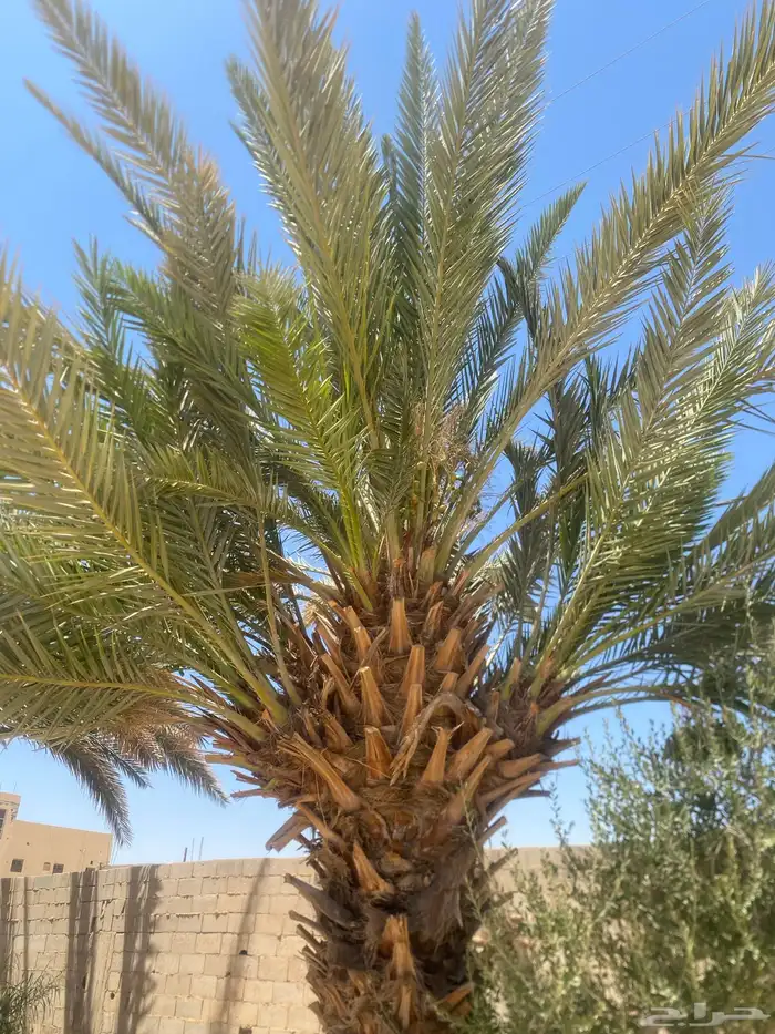 فروخ نخل حلوه الجوف 1