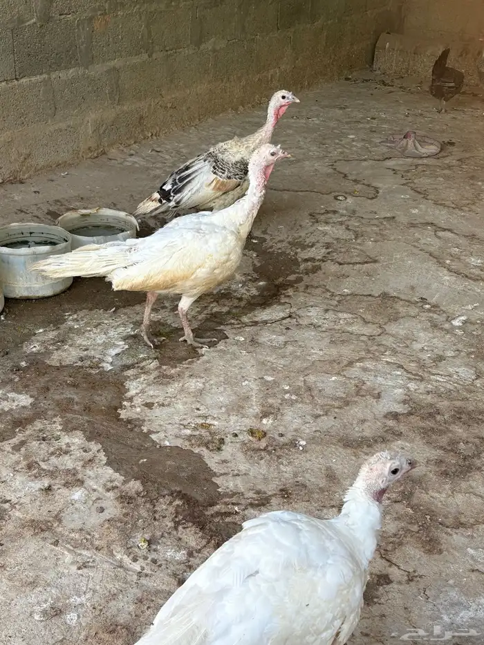 دجاج رومي 0