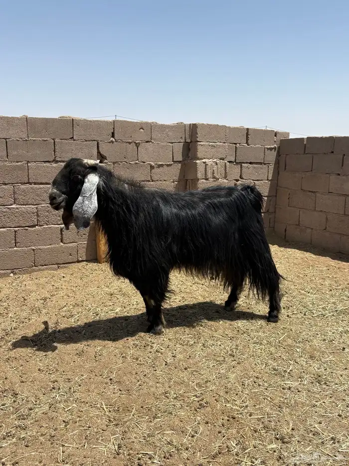 تيوس 0