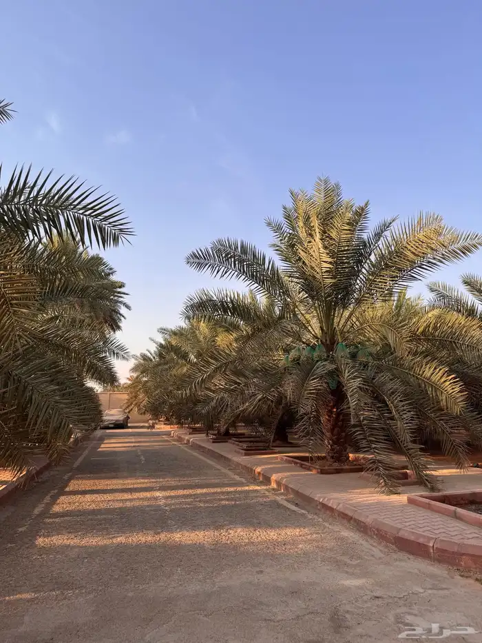تمور   اخلاص رطب   تمر 0
