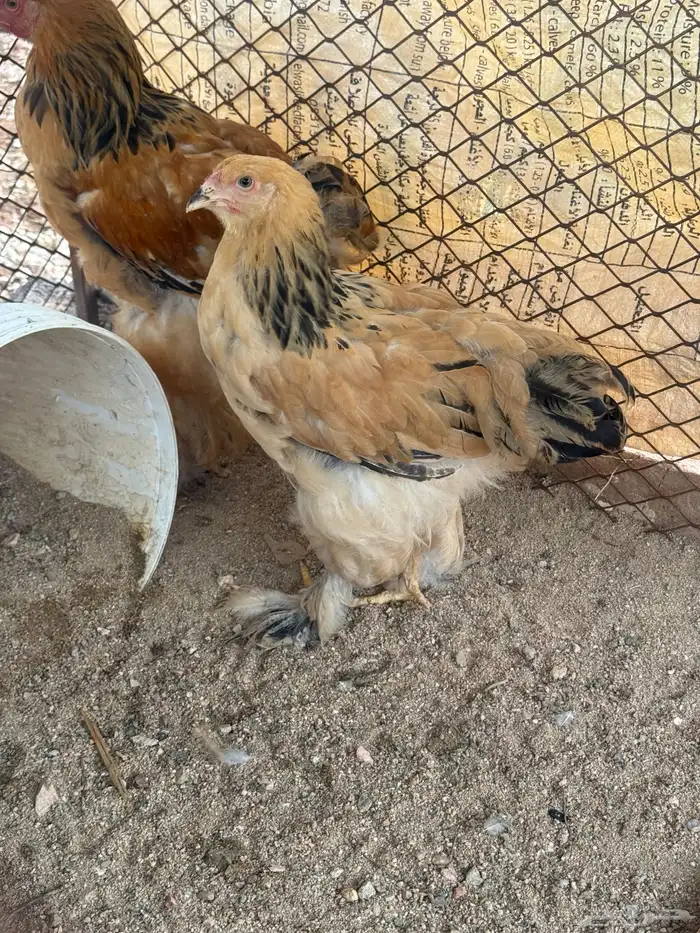 دجاج براهما 2