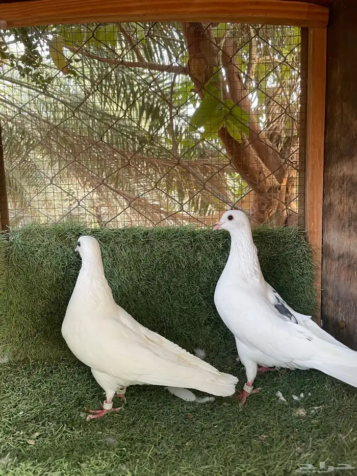 حمام قطيفي 1