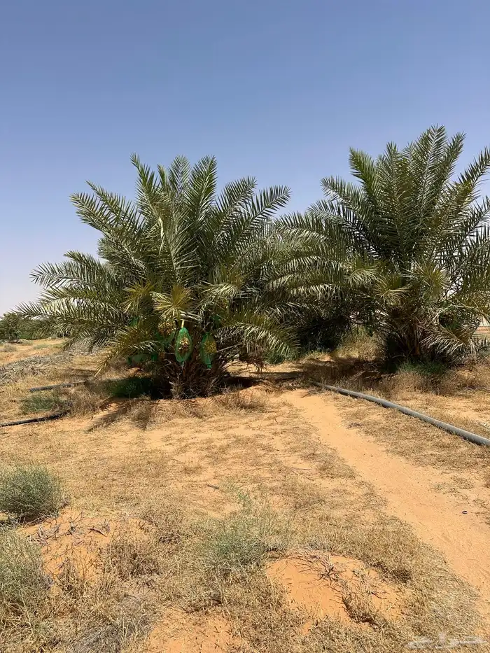 للبيع نخل مثمر 14