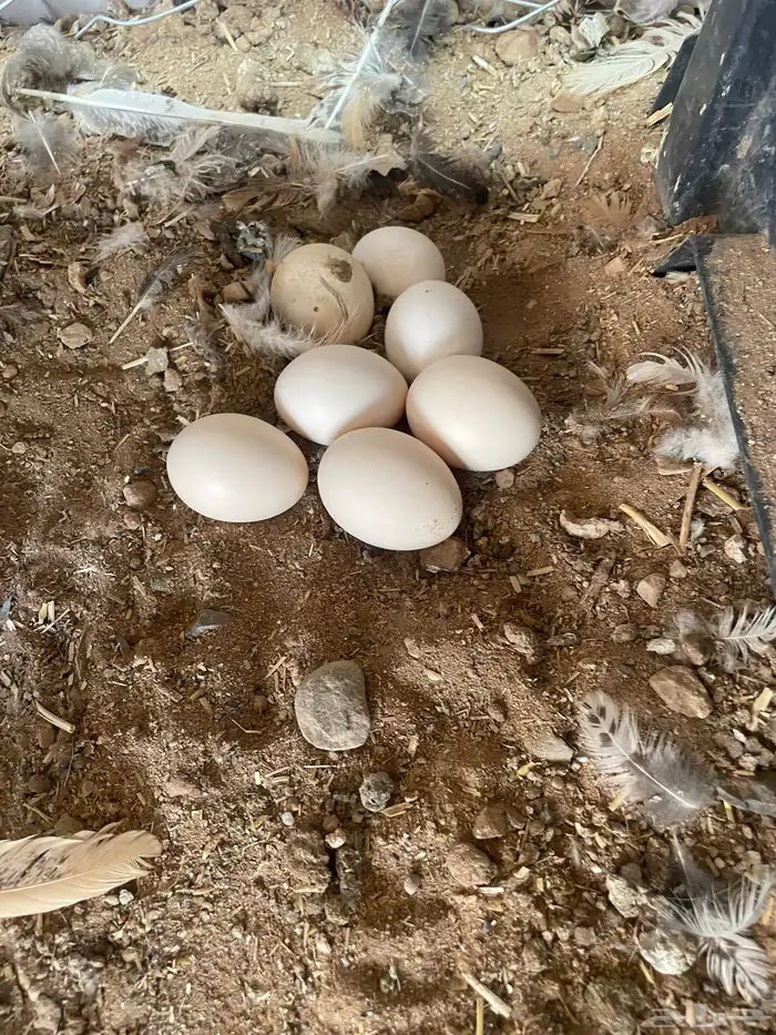 بيض بلدي على الشرط للاكل ومخصب 2