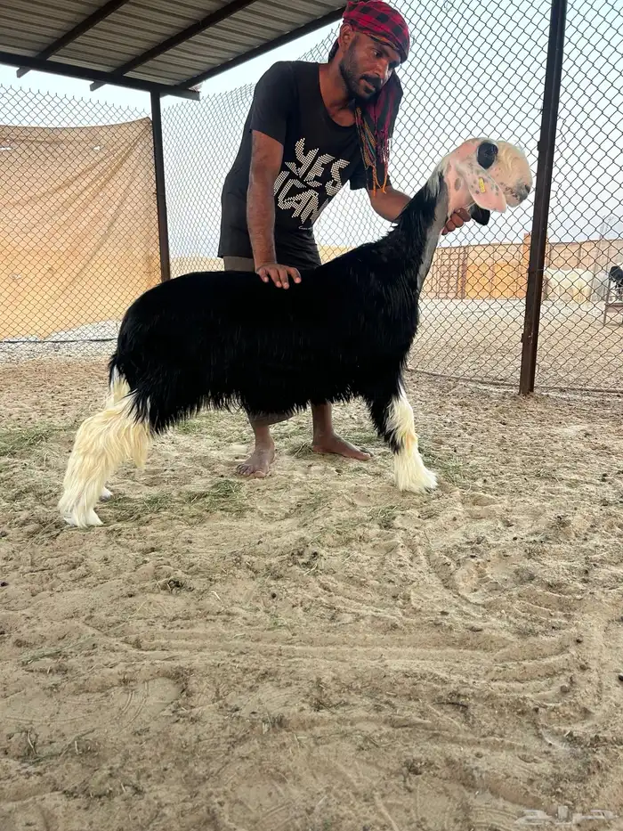 جذعه خصم 0