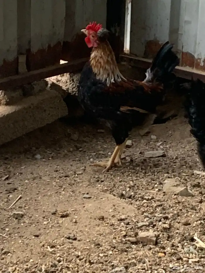 دجاج عربي افرق مقبع ( تم البيع ) 2