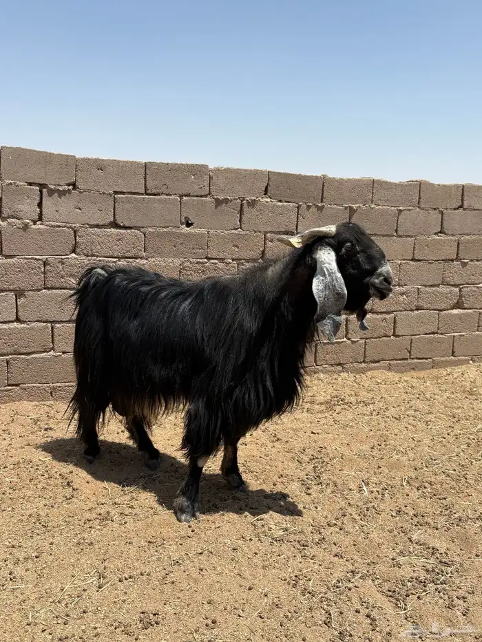 تيوس 1