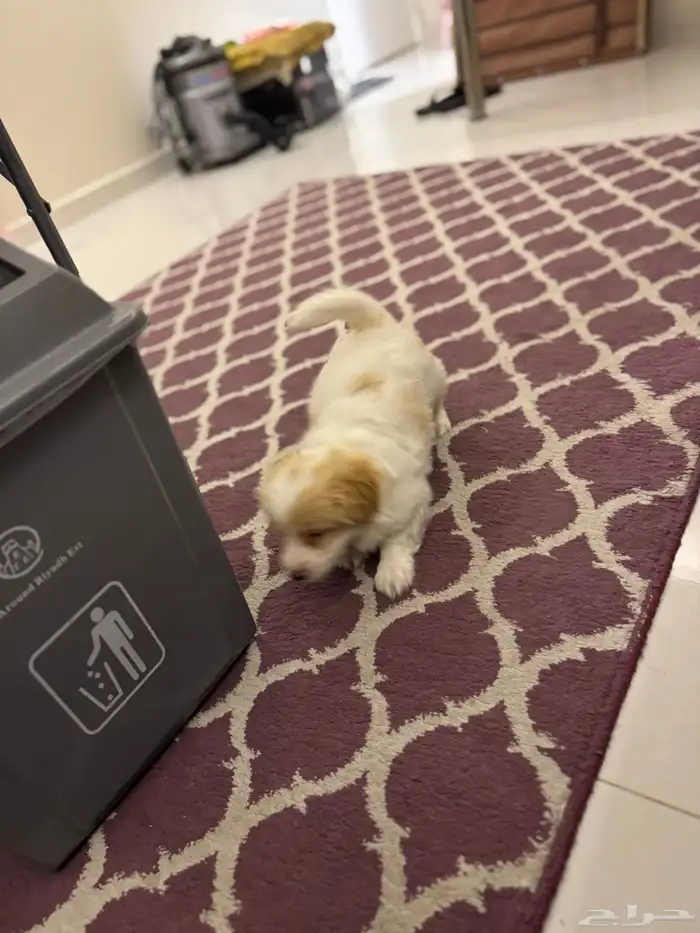 الخبر 0