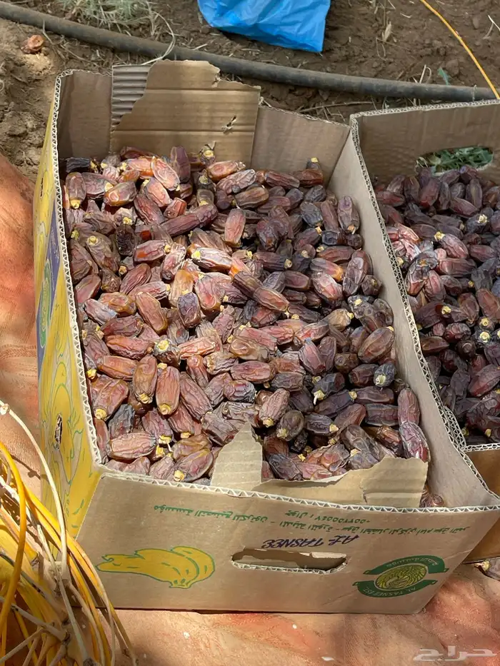 يوجد لنا تمر برني فاحر مبروم رقم 1. او 2 او 3. حلوه 1