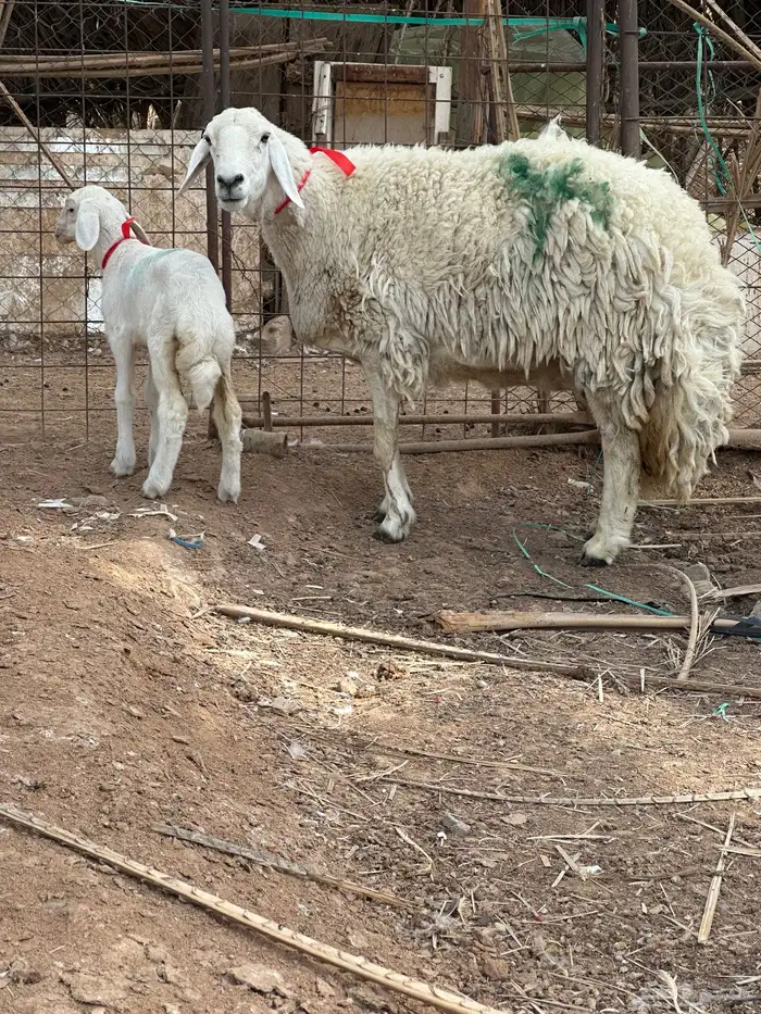 حبص صنف الصنف فاخر من الاخر 12