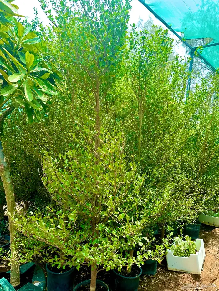 اشجار   ترمياليا 0