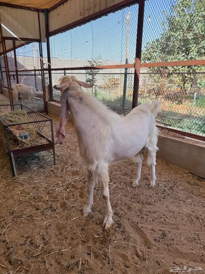 للبيع تيس فحل أبرص مطور صنف 6