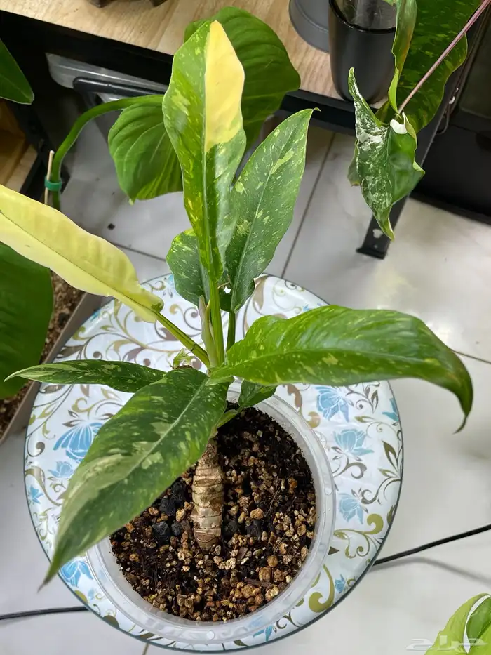 نباتات طبيعية 6