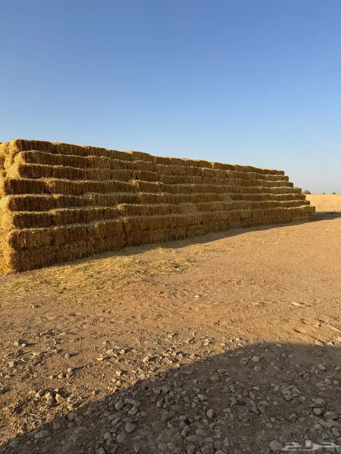 للبيع تبن بر قمح ناعم 0