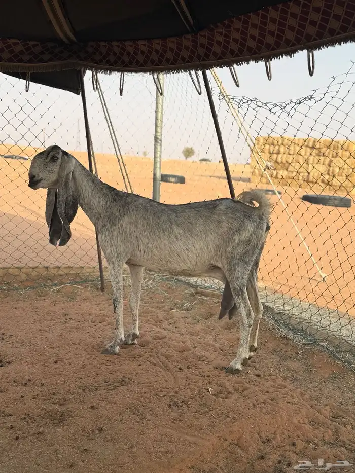عنز مطوره متبع 2 ودافع 2