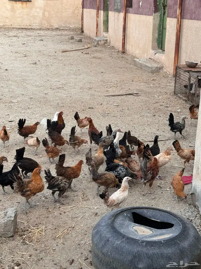 دجاج بلدي العدد 60 ونضيف 1