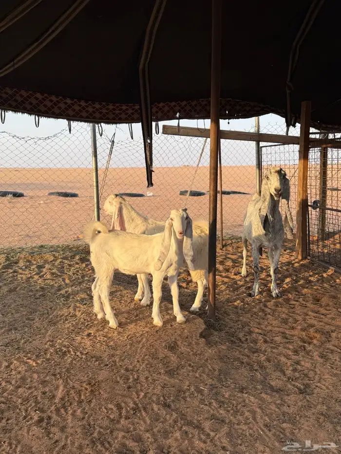 عنز مطوره متبع 2 ودافع 3
