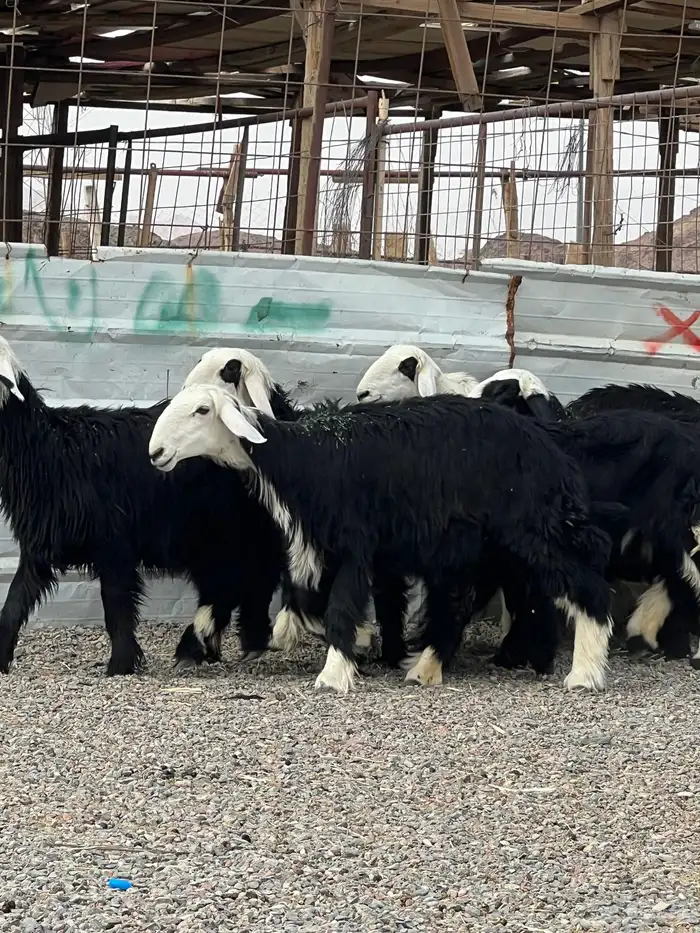 رخال نجد تأسيس مراح 1