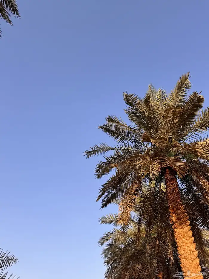 تمور   اخلاص رطب   تمر 1