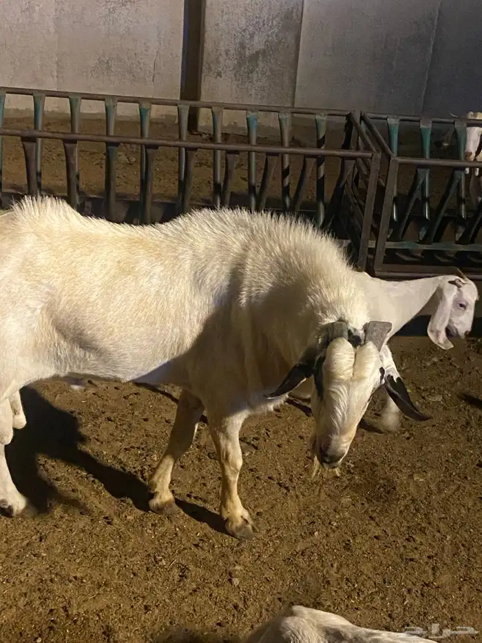 فحل بيشي صنف. فاخر وانتاجه مثله ماشاءالله عليه يتوم ونظيف 2