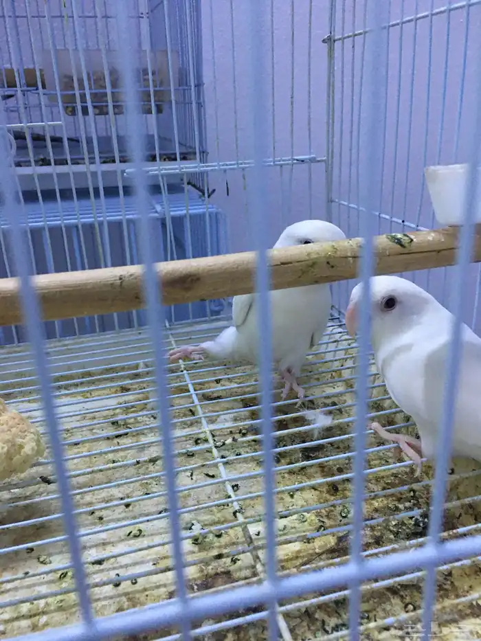 جوز روز البينو عيون حمر 6